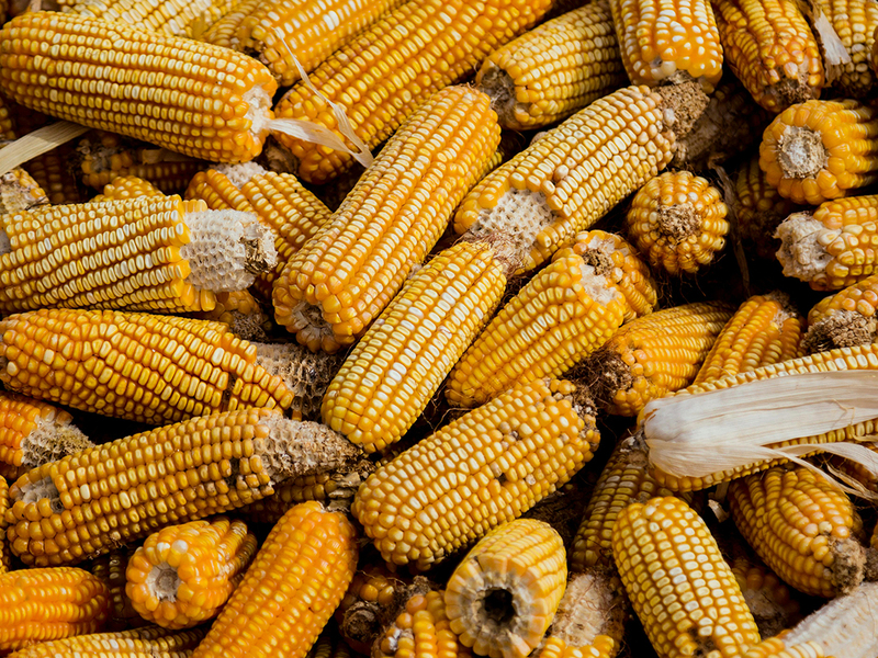 mexican street corn recipe
