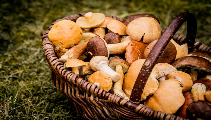 6 facts you didn't know about Mushrooms 6 facts you didn't know about Mushrooms