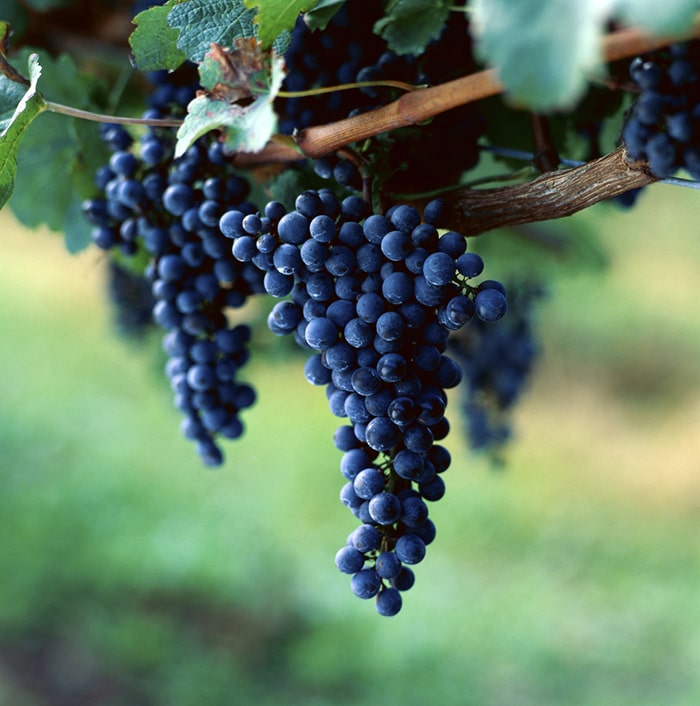 How to Drink Wine in Baja Like a Local