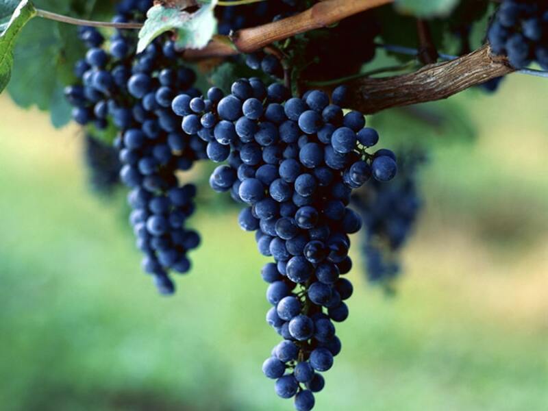 Image of How to Drink Wine in Baja Like a Local article